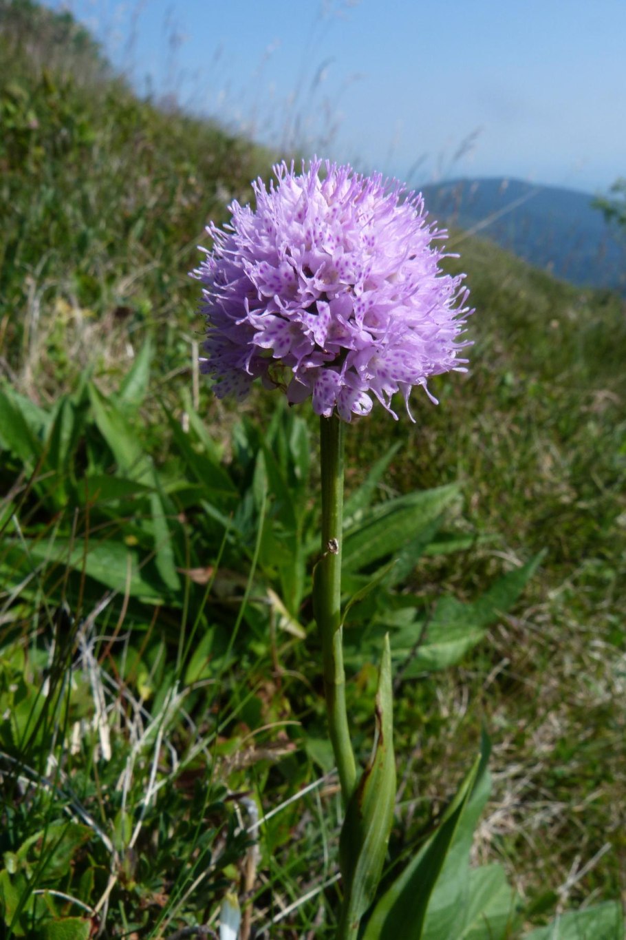 Gomphrena растение