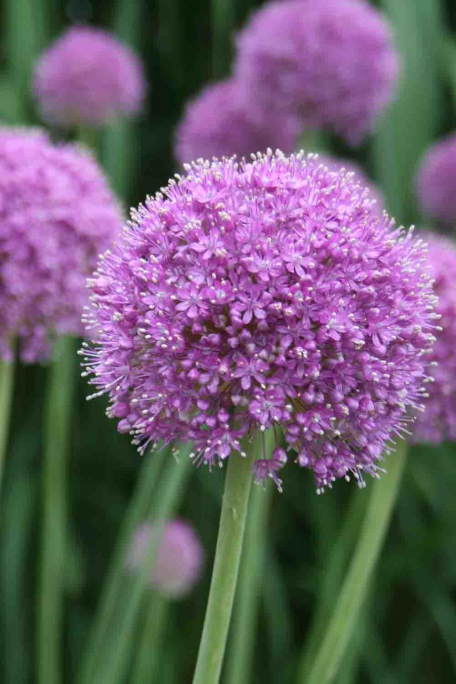 Рокамболь (Allium scorodoprasum)