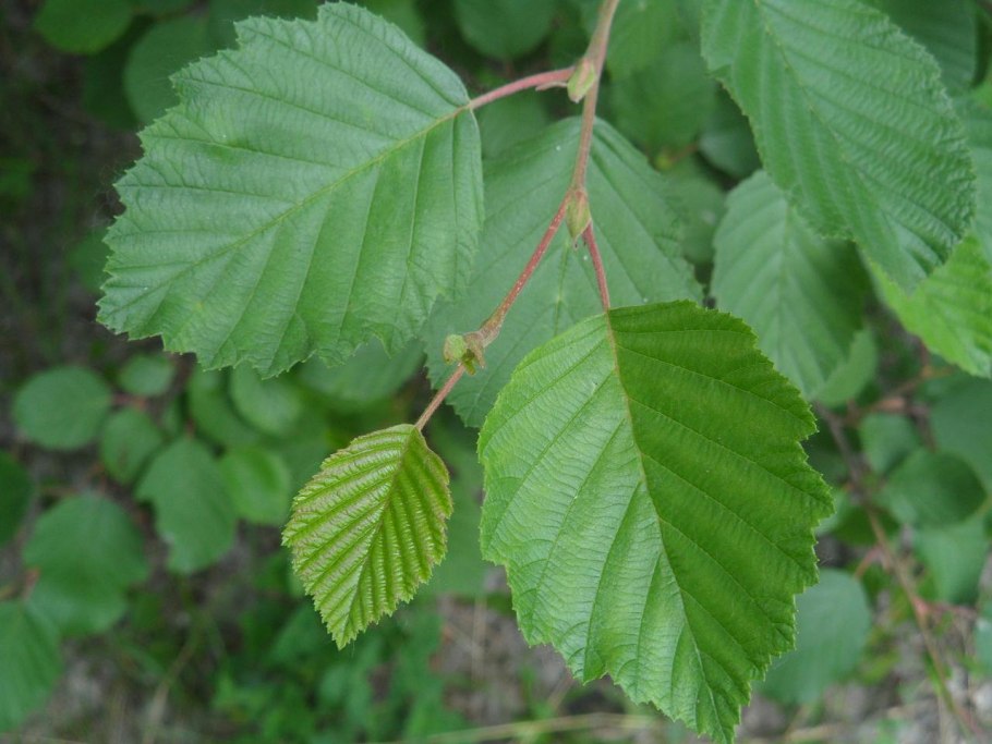Alnus glutinosa (ольха европейская)