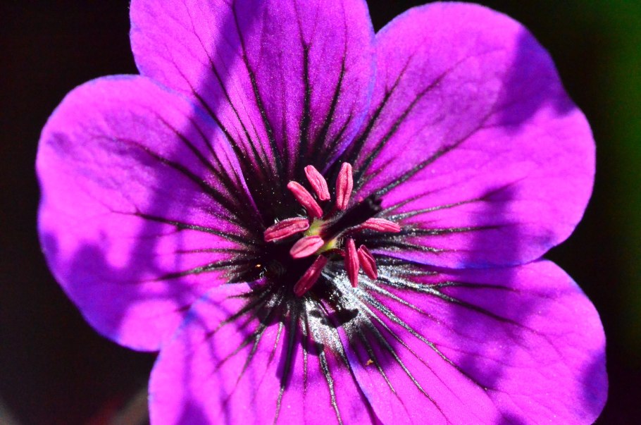 Герань Кара Виола