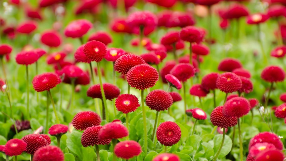 Маргаритка красный ковер