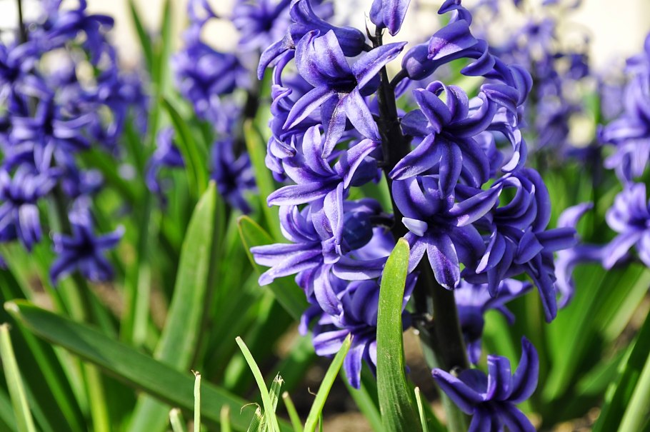 Hyacinthus Purple Pride
