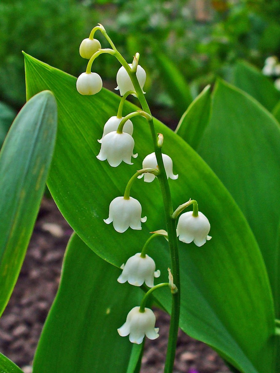 Ландыш Майский (Convallaria Majalis)