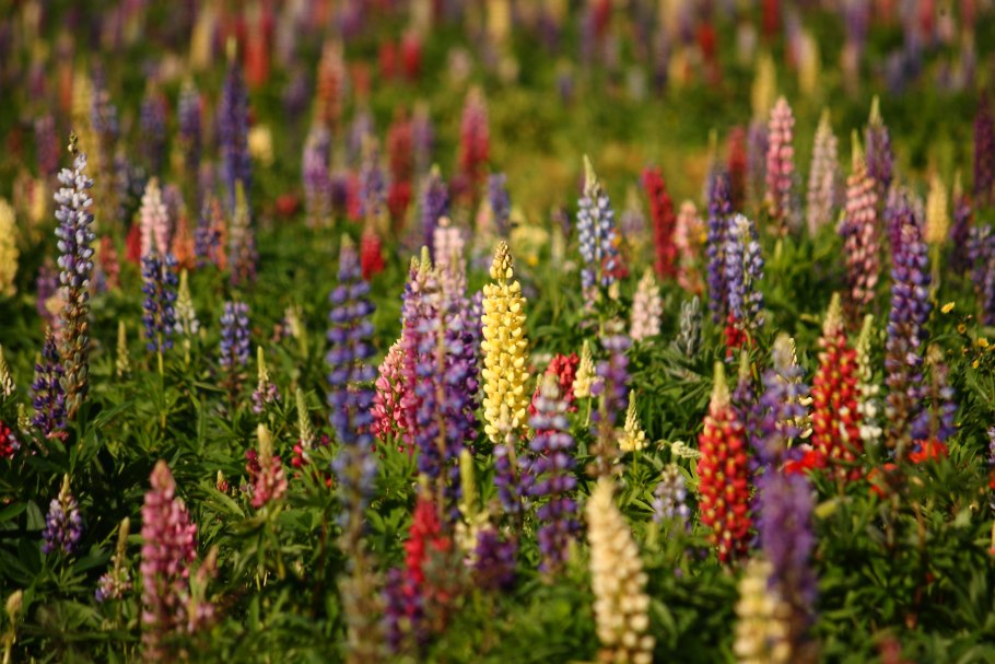 Люпин цветок