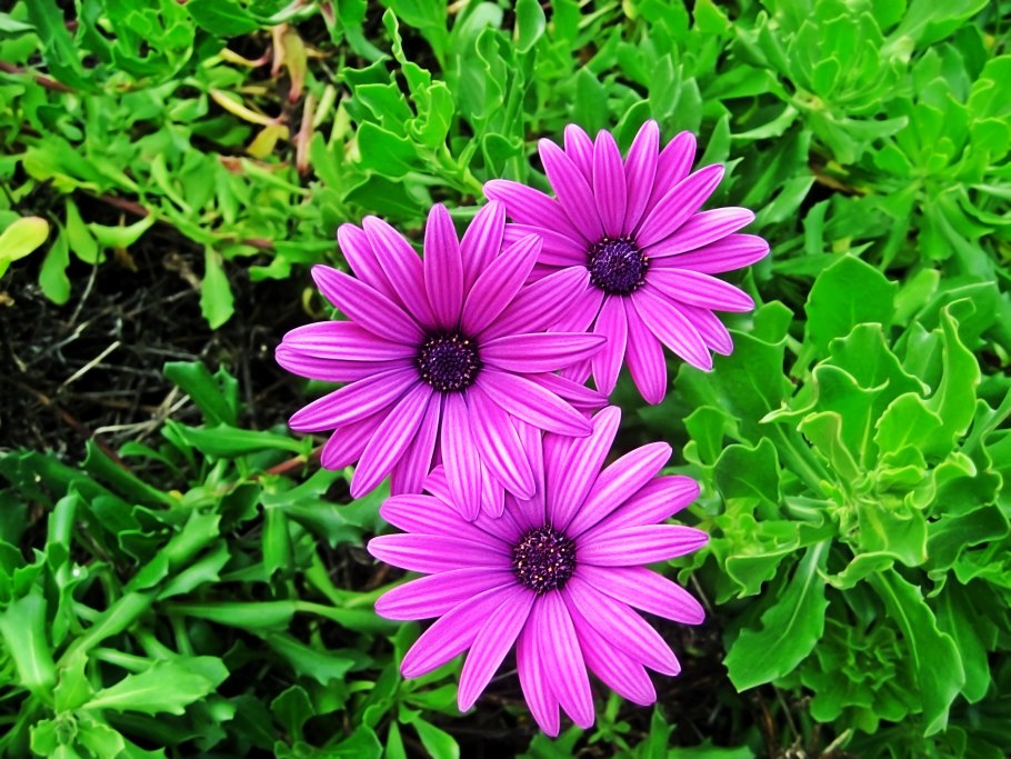 Вербена остеоспермум Сальвия скумпия