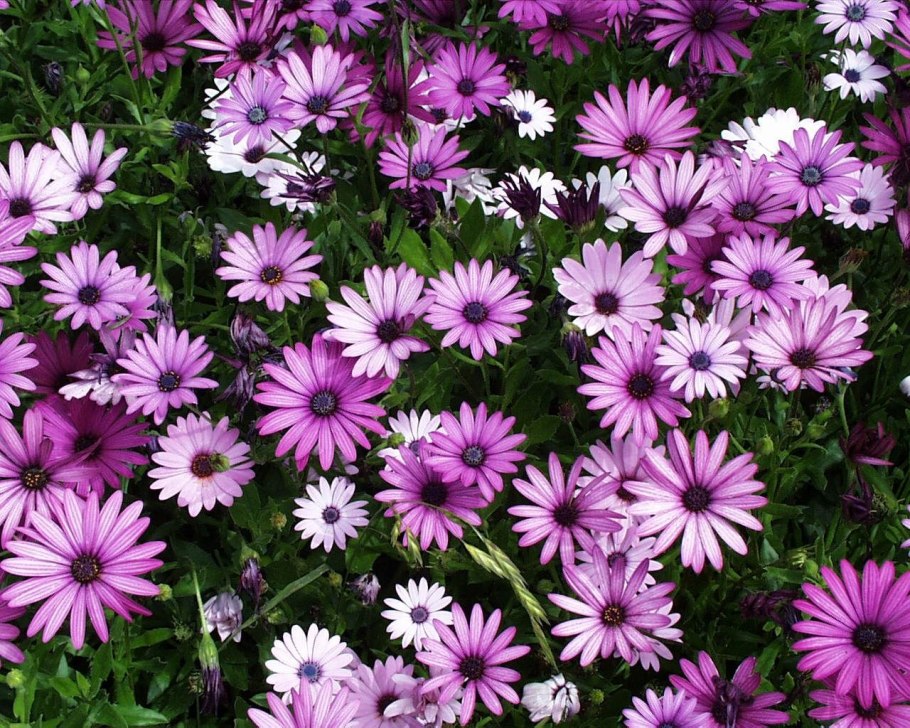 Капская Маргаритка (остеоспермум) 10х20