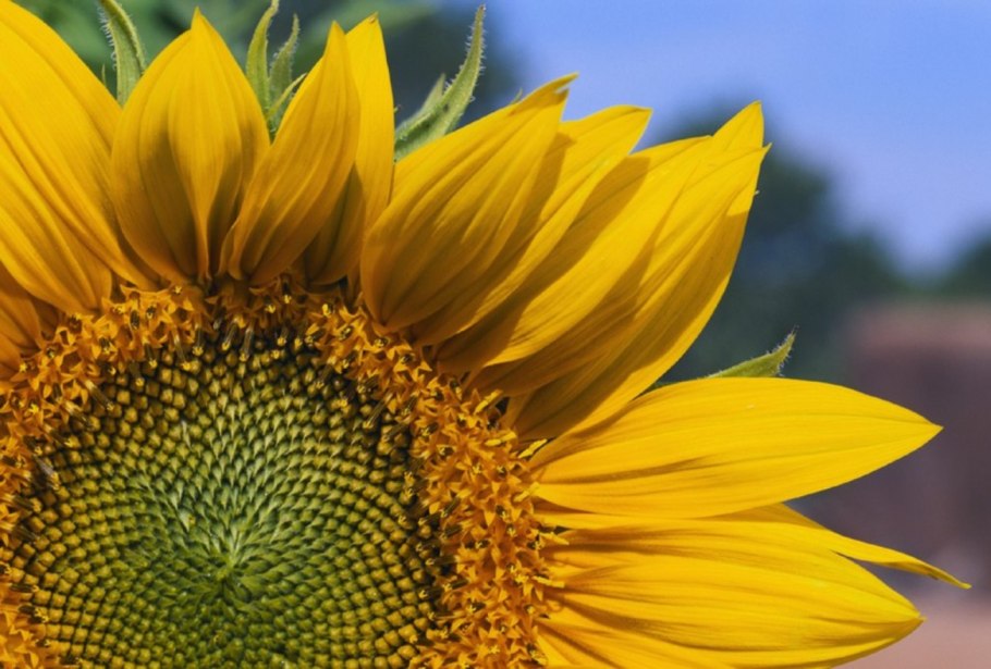 Фотографии цветковых растений