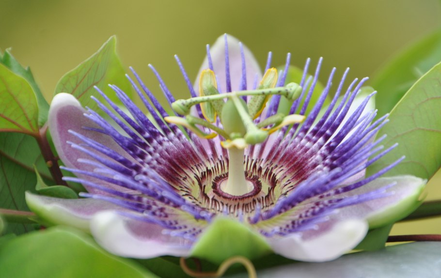 Редкие экзотические цветы