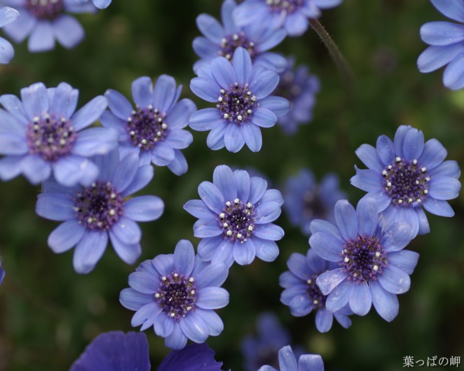 Растения несколько