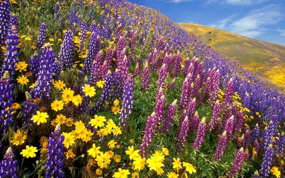 Полевые цветы люпины