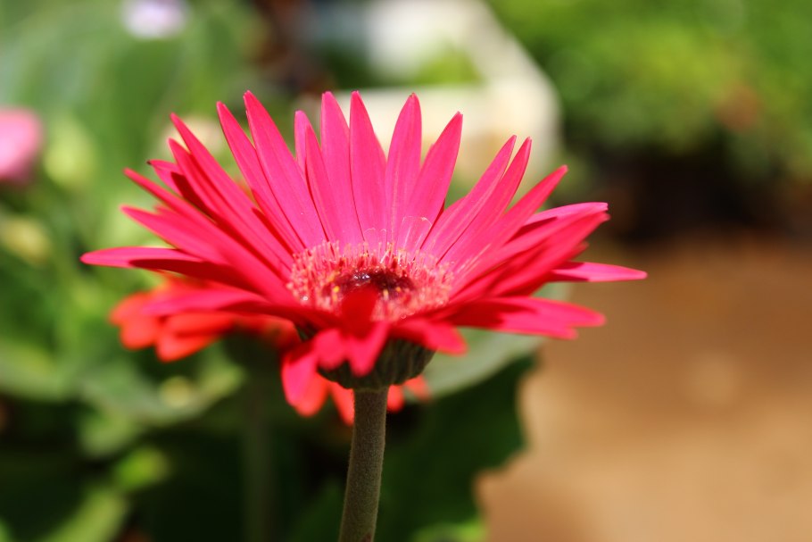 Цветковые цветы