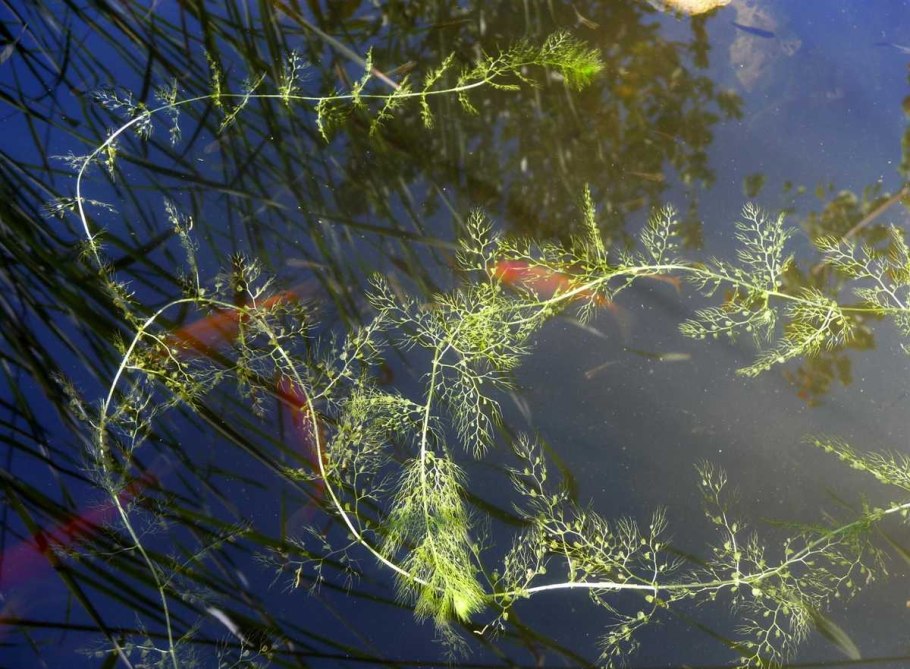 Пузырчатка (Utricularia)