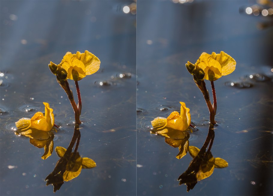 Пузырчатка (Utricularia)