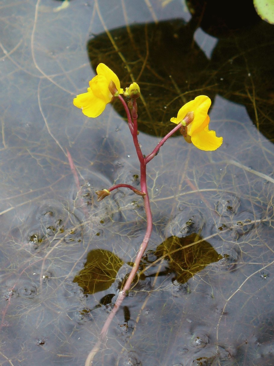 Пузырчатка (Utricularia)