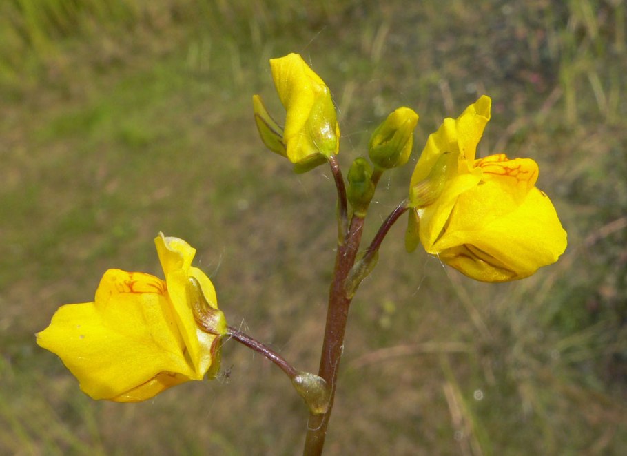 Пузырчатка (Utricularia)