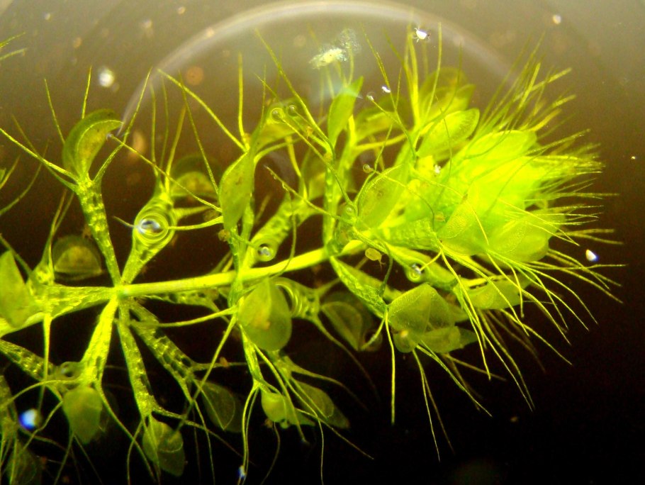 Пузырчатка (Utricularia)