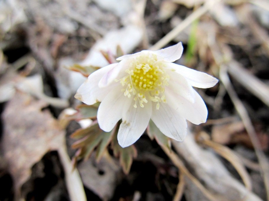 Ветреница обыкновенная