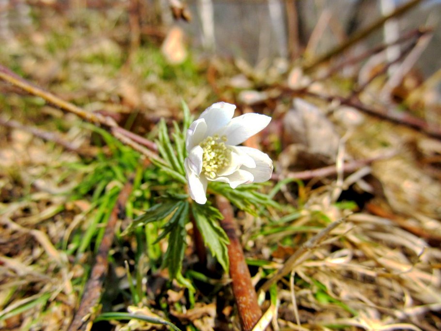 Ветреница Дубравная Подснежник