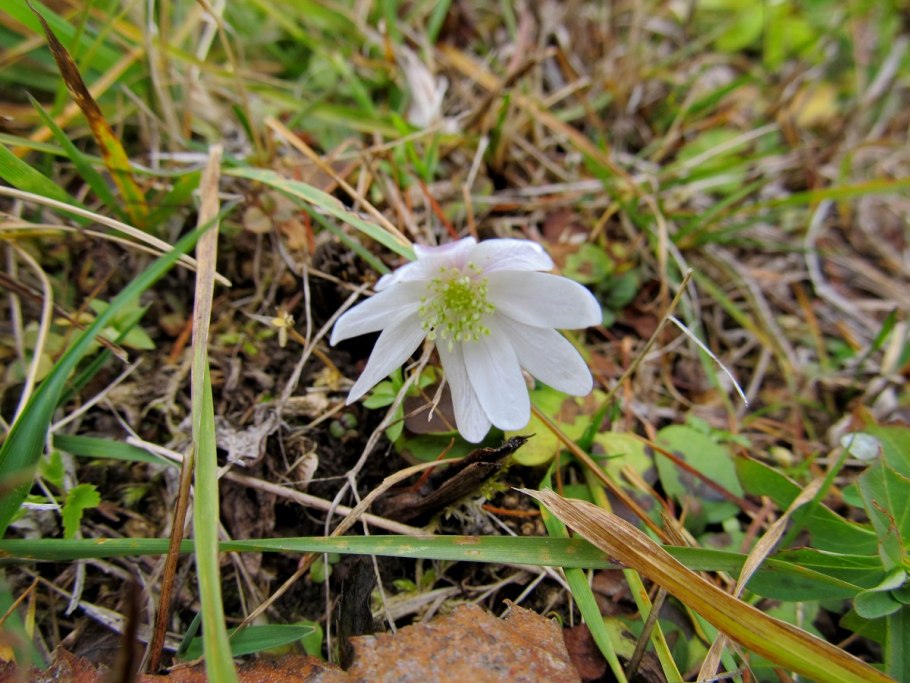 Ветреница Дубравная Блу айс