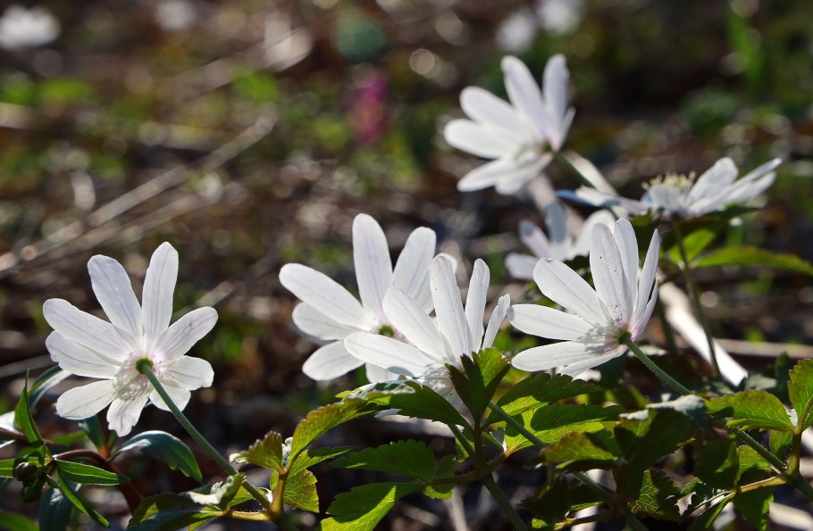Ветреница Алтайская