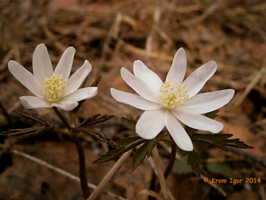 Ветреница Алтайская (Anemone altaica)