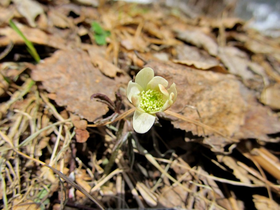 Ацис (растение)