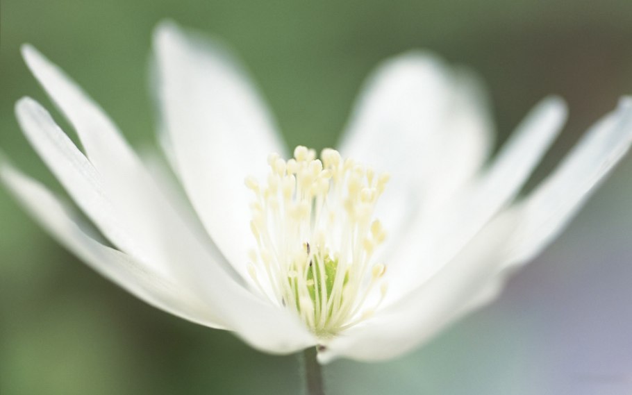 Ветреница Байкальская