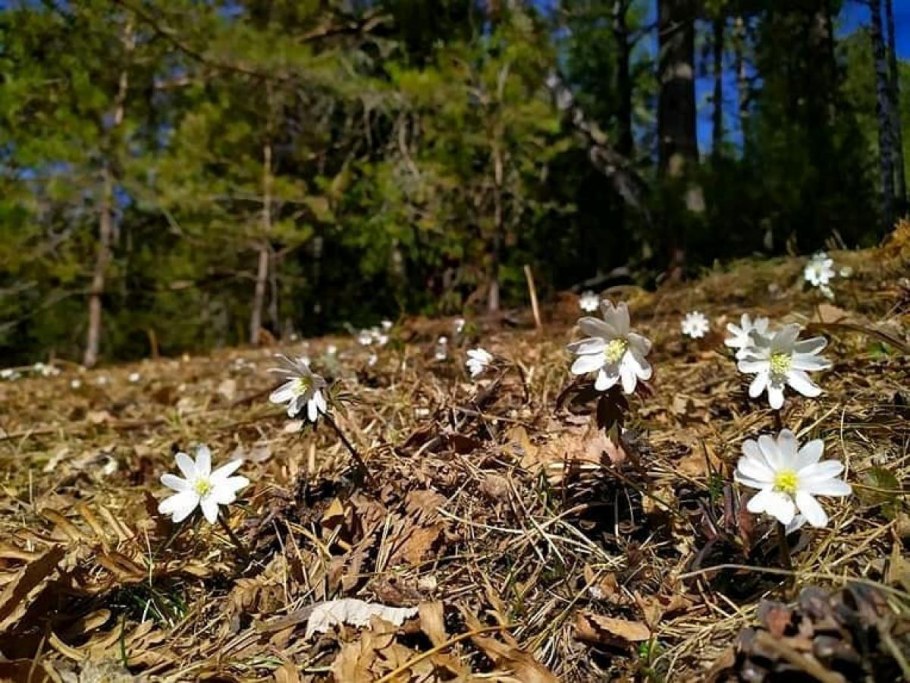 Ветреница отогнутая