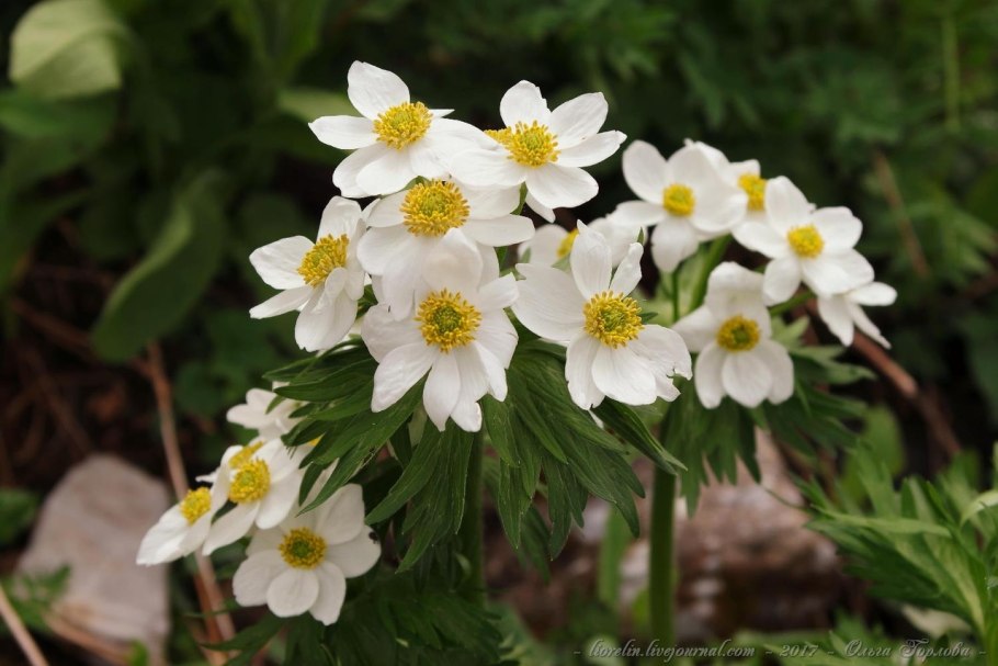 Ветреница лесная (anemone sylvestris)