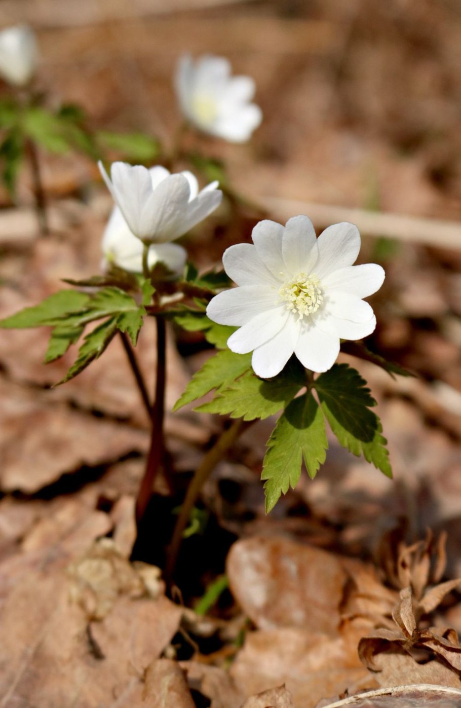 Anemonoides altaica синонимы