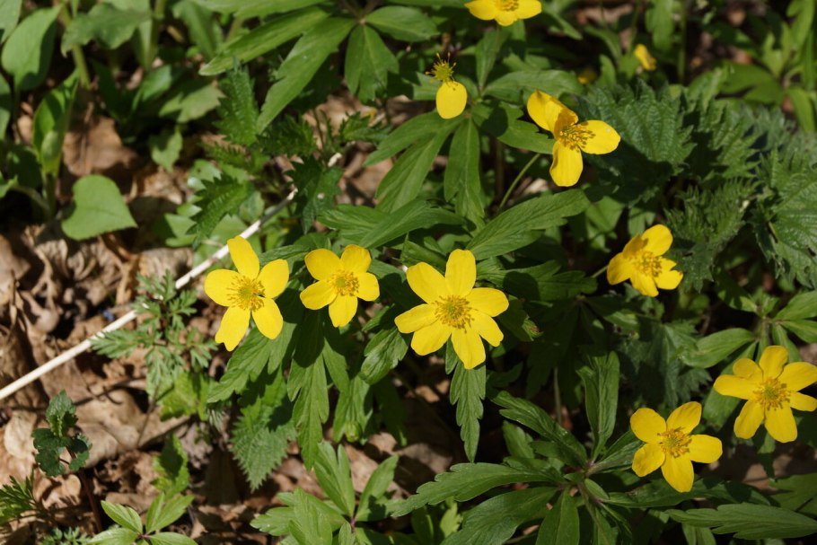 Ветреница Уральская