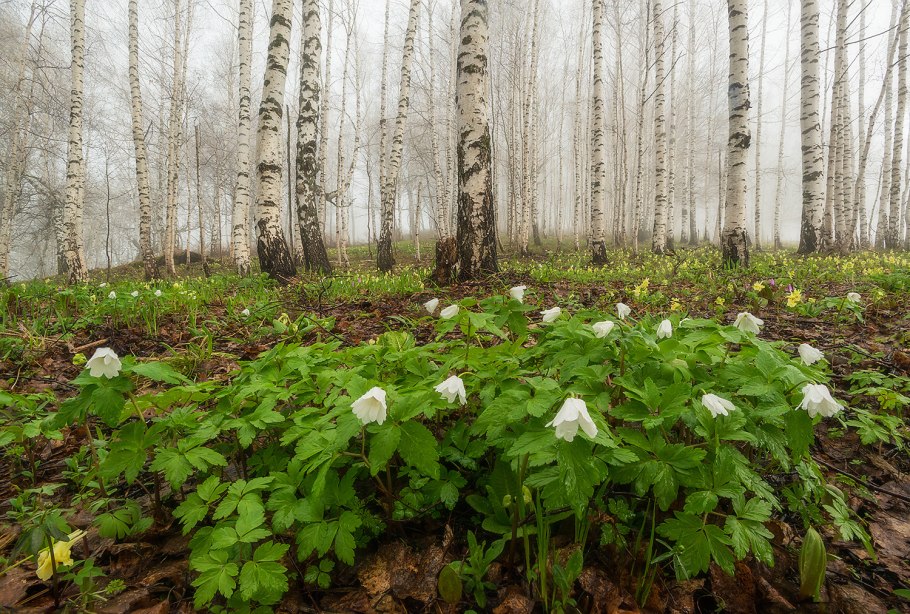 Ветреница лютиковая купить