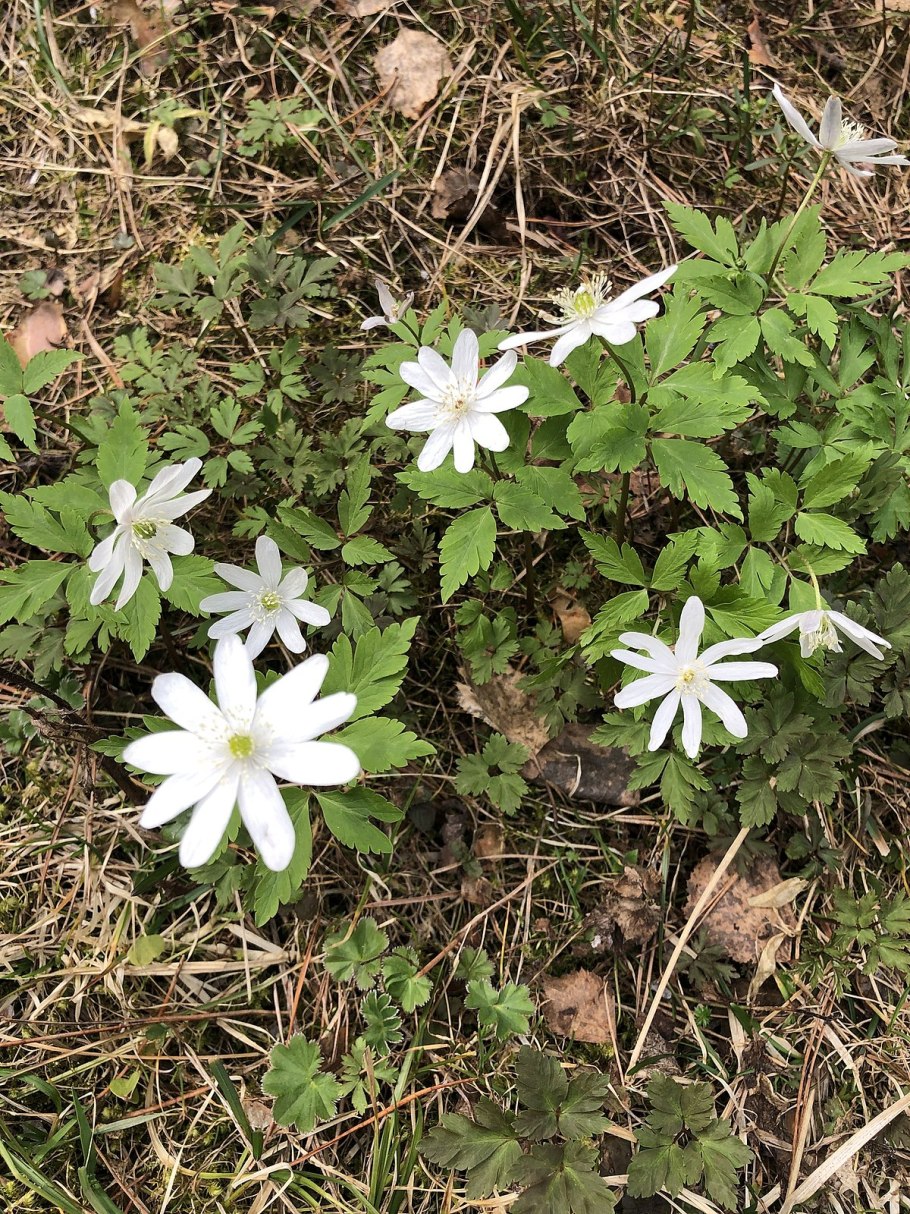 Ветреничка (ветреница) Алтайская