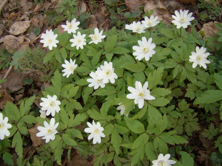 Ветреница туполопастная