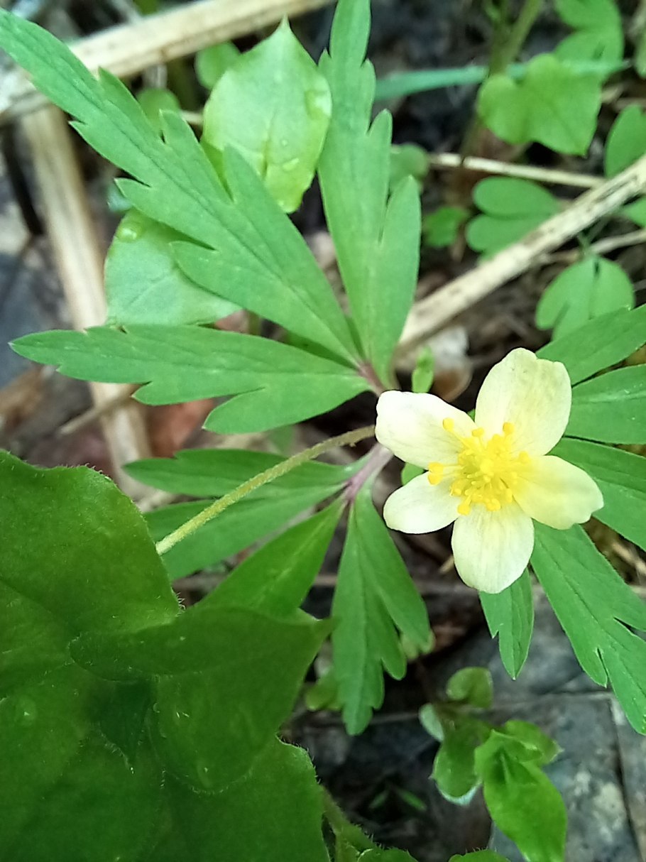 Анемона Радде