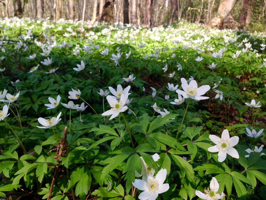 Ветреница дубравная
