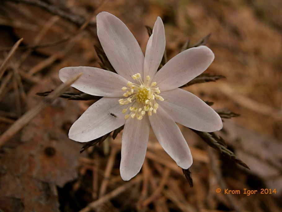 Ветреницы Алтайский заповедник