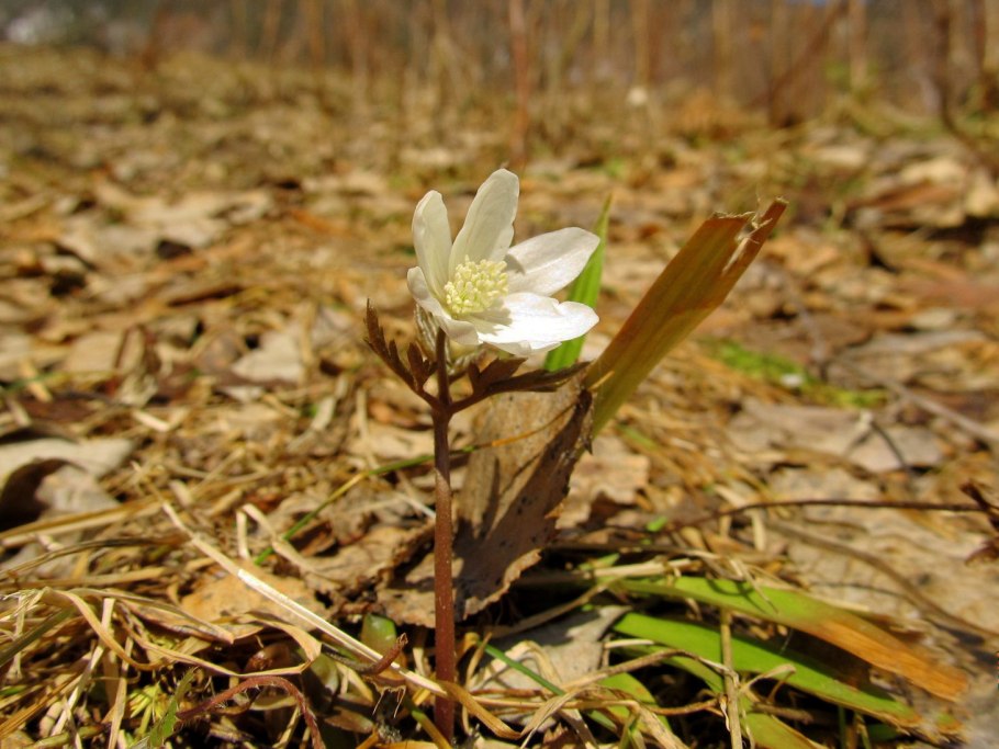 Ветреница Дубравная