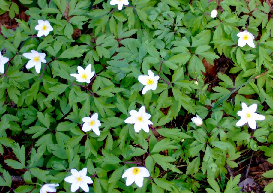 Ветреница дубравная анемона