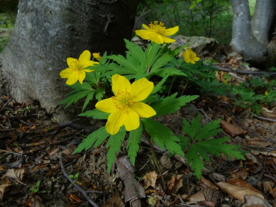 Ветреница Дубравная