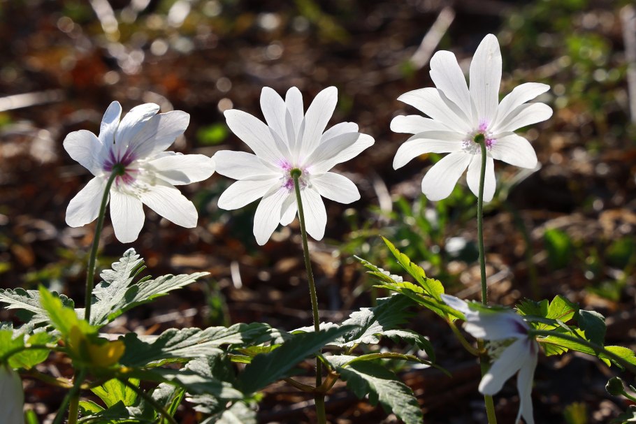 Ветреница Алтайская