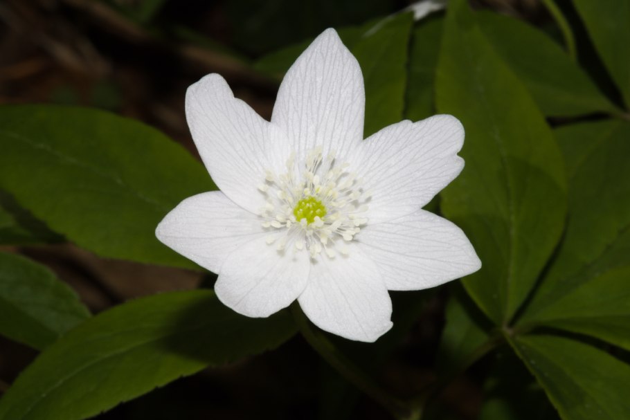 Ветреничка Уральская ветреница Уральская