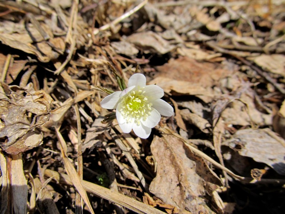 Ветреница Лесная
