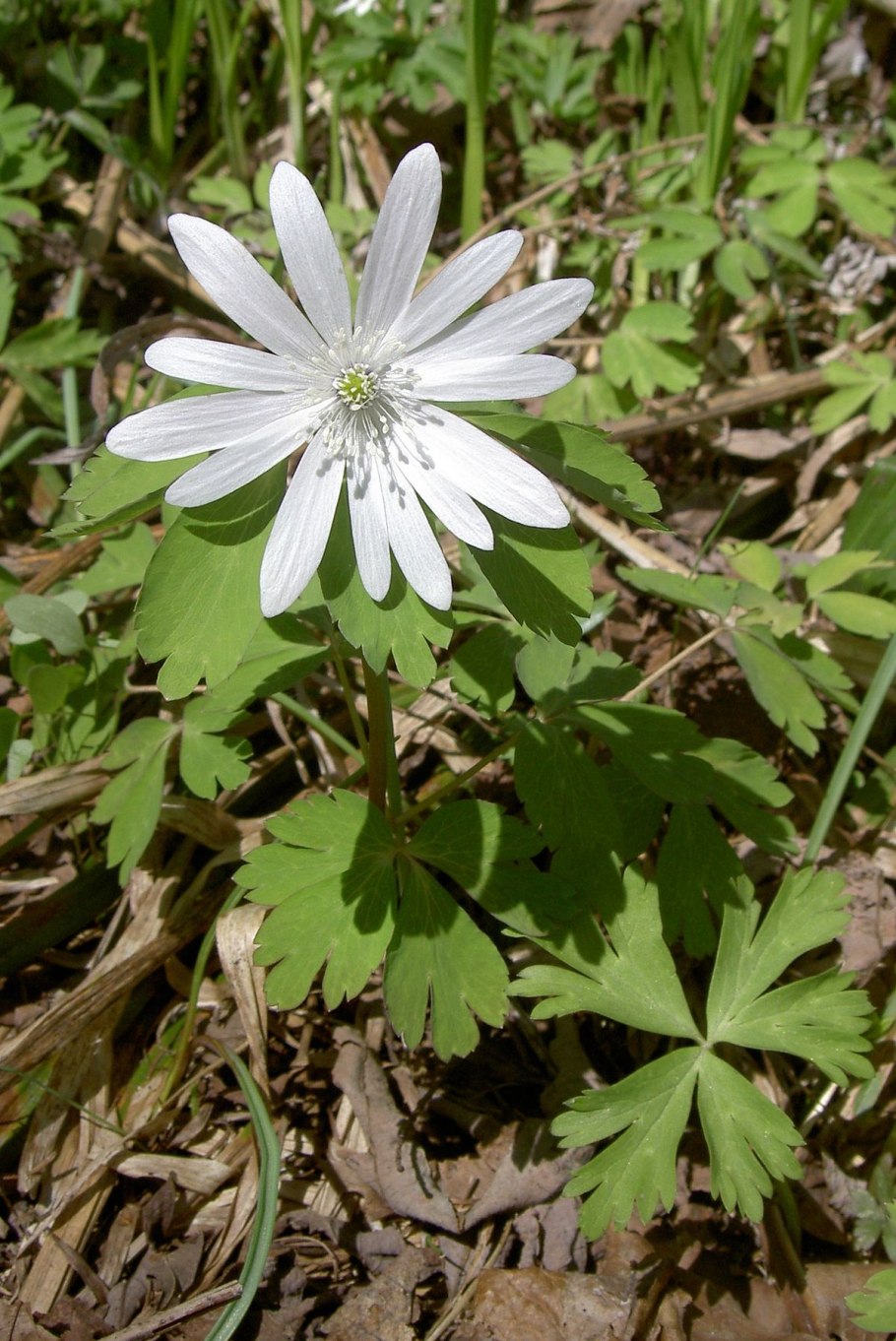 Anemone ветреница Дубравная