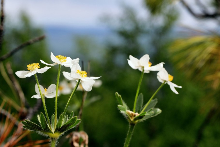 Анемона Дубравная цветение