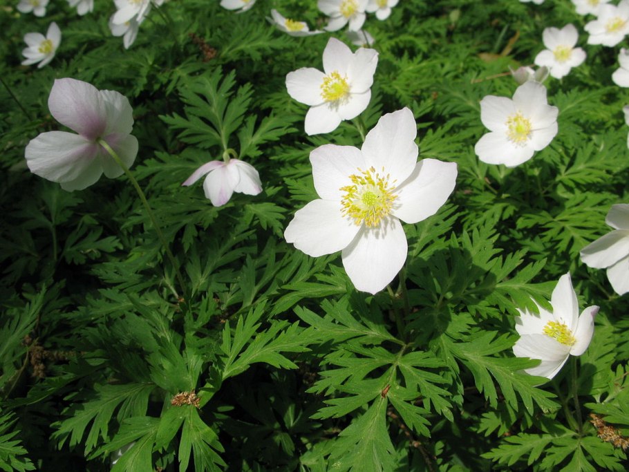 Ветреница лютиковидная