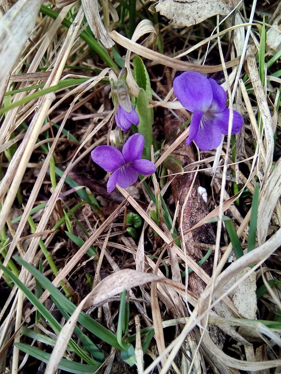 Первоцветы Пензенской области
