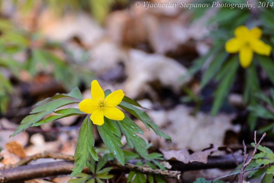 Ветреница лютичная