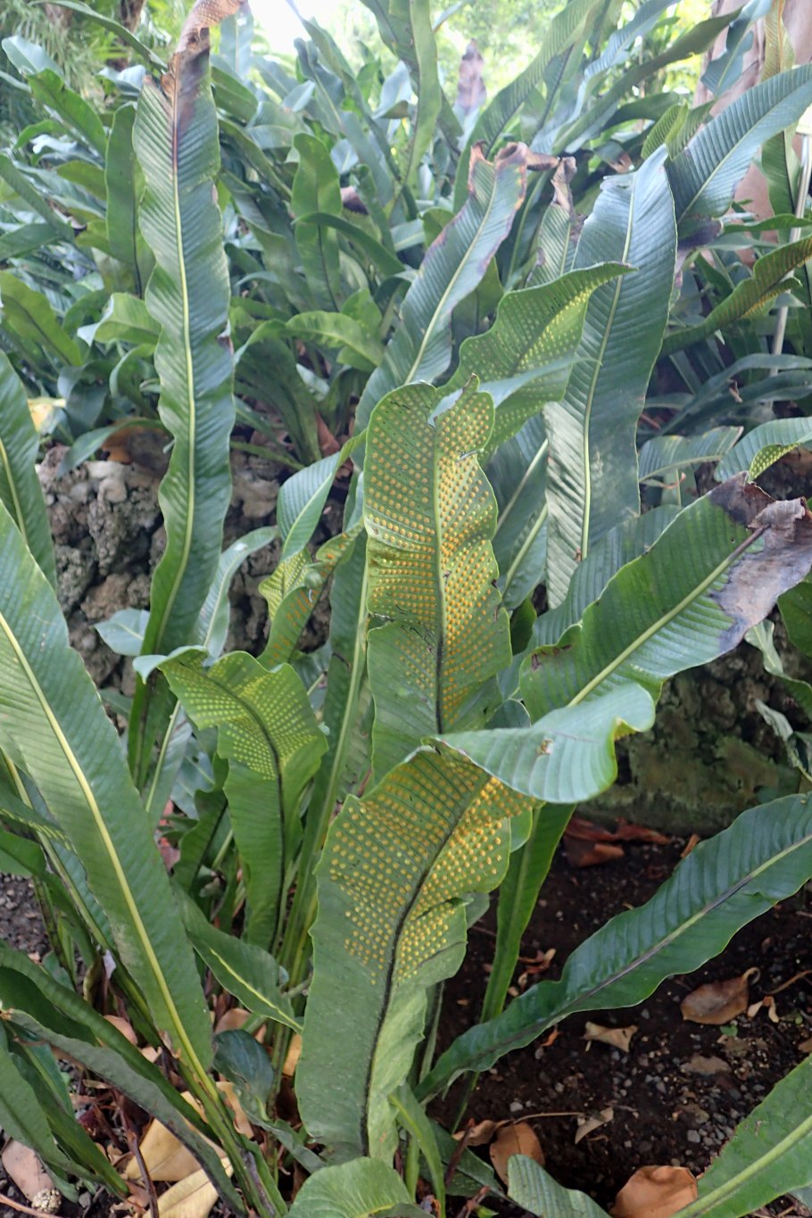 Песоптерис красифолия