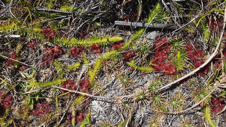 Niphidium crassifolium